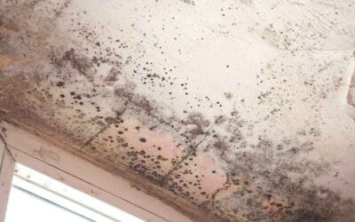 Prevent Mold Growth Before It Starts: A Homeowner’s Guide to a Healthier Home
