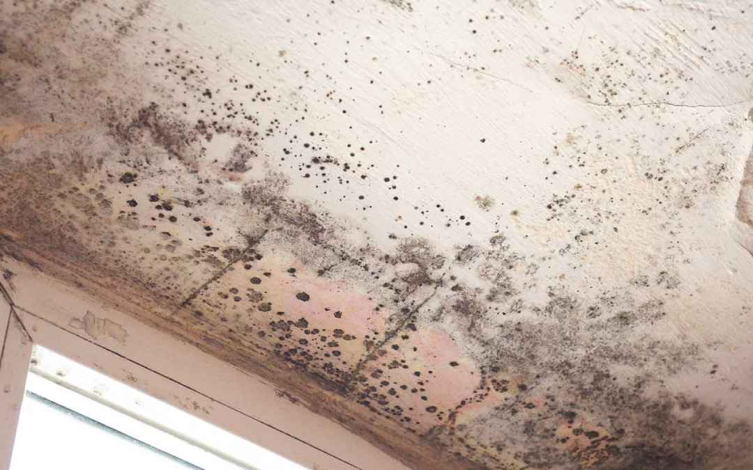 prevent mold growth
